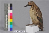 藏品(小水鴨)的圖片